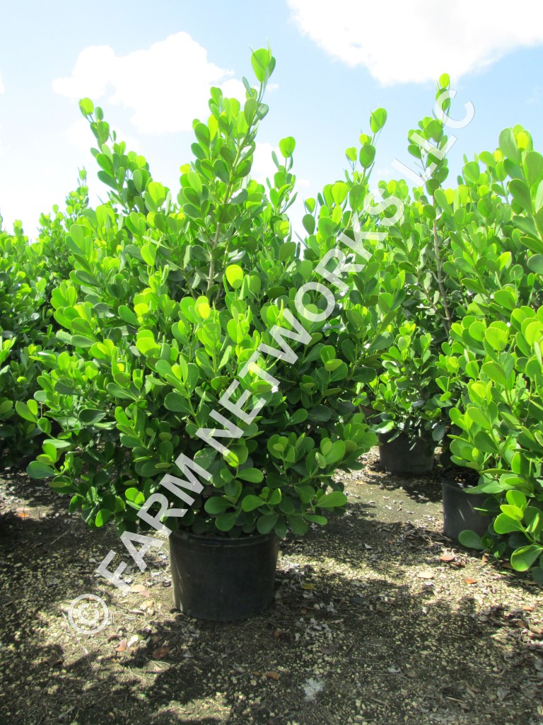 Golden Gate Nursery \u0026 Sod Gift \u0026 Greeting Cards - Email, Text or Print -  14765 Collier Blvd, Naples, FL, image size:768x1024