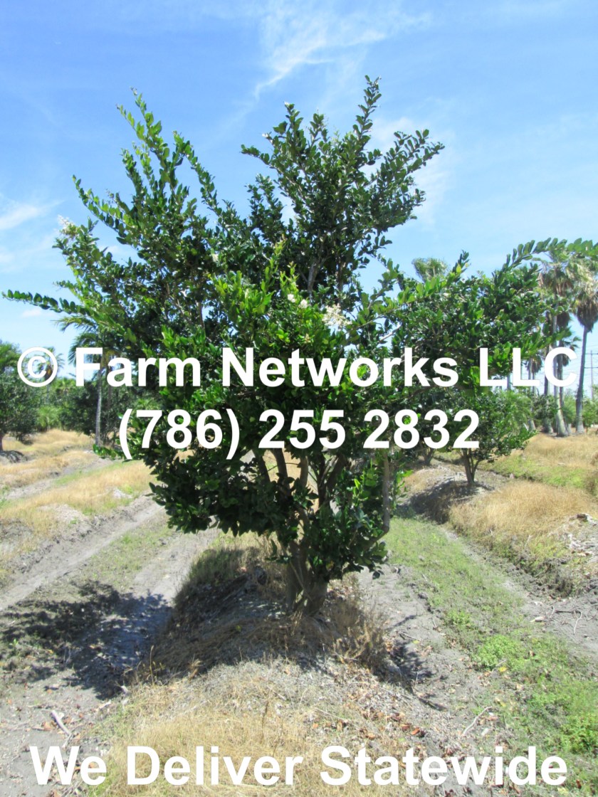 15 Gallon Ligustrum Trees
