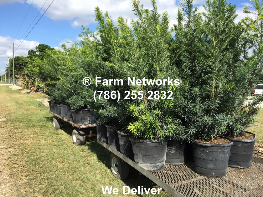 15 Gallon Podocarpus