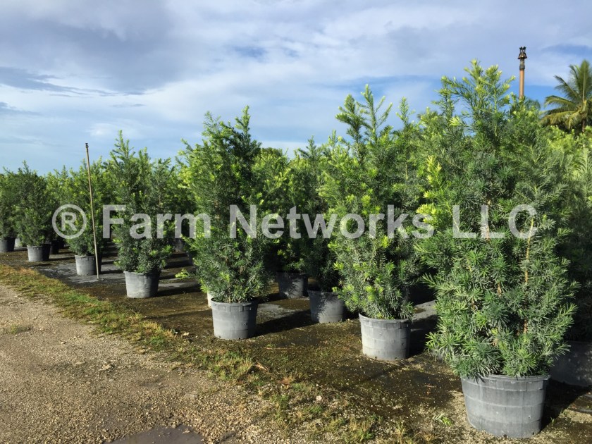 15-Gallon-Podocarpus