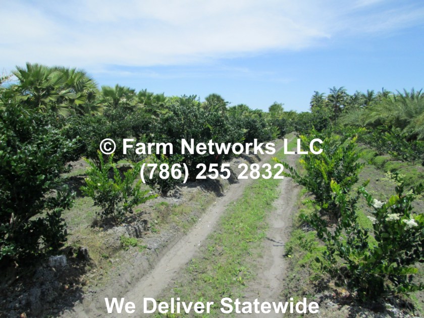 25 Gallon Ligustrum Trees