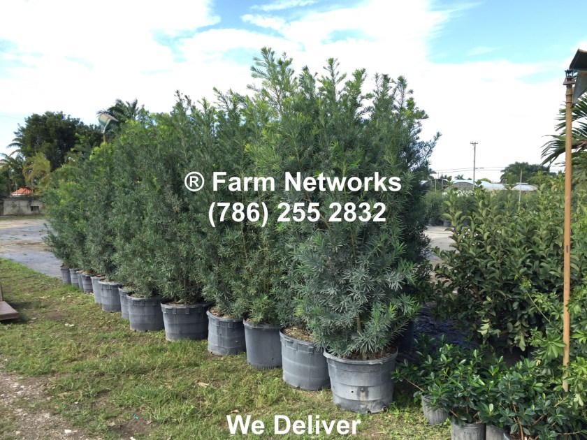25-Gallon-Podocarpus-Broward