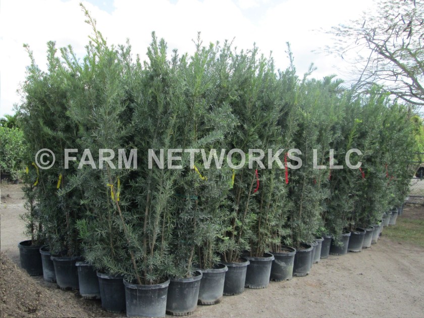 15 Gallon Podocarpus