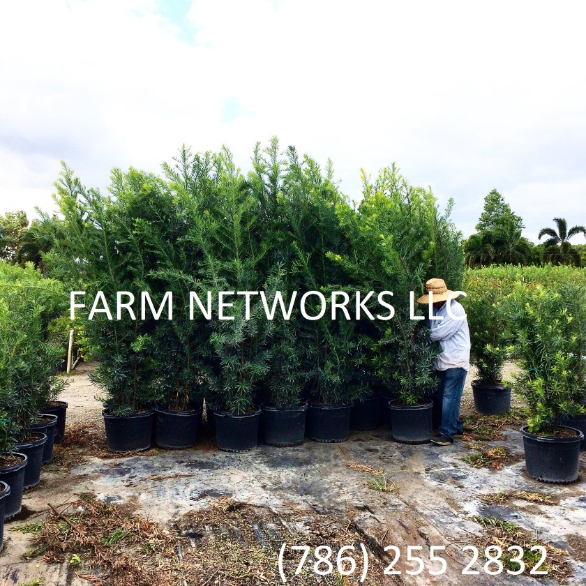 25-Gallon-Podocarpus