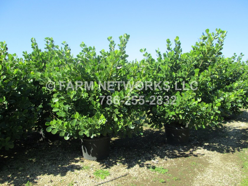 25 Gallon South Florida Clusia