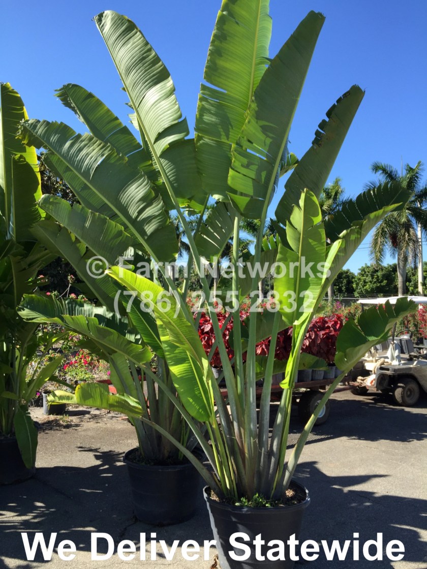 25 Gallon Traveler Palm