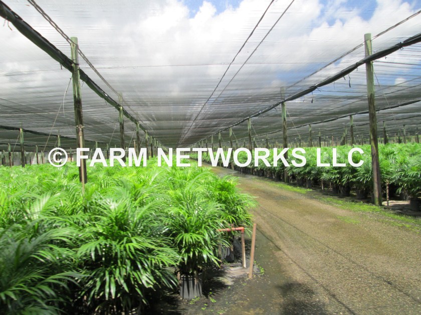 Homestead Areca Palm