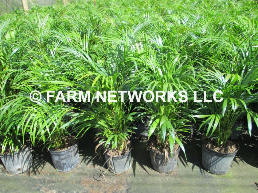 3 Gallon-Areca Palms for Sale
