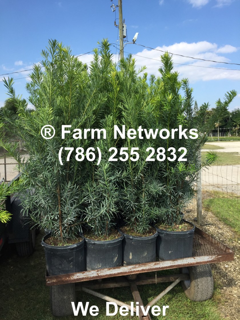 3-Gallon-Podocarpus-Miami