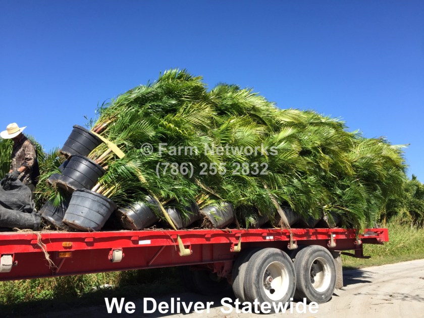 30 Gallon Areca Palm Trees