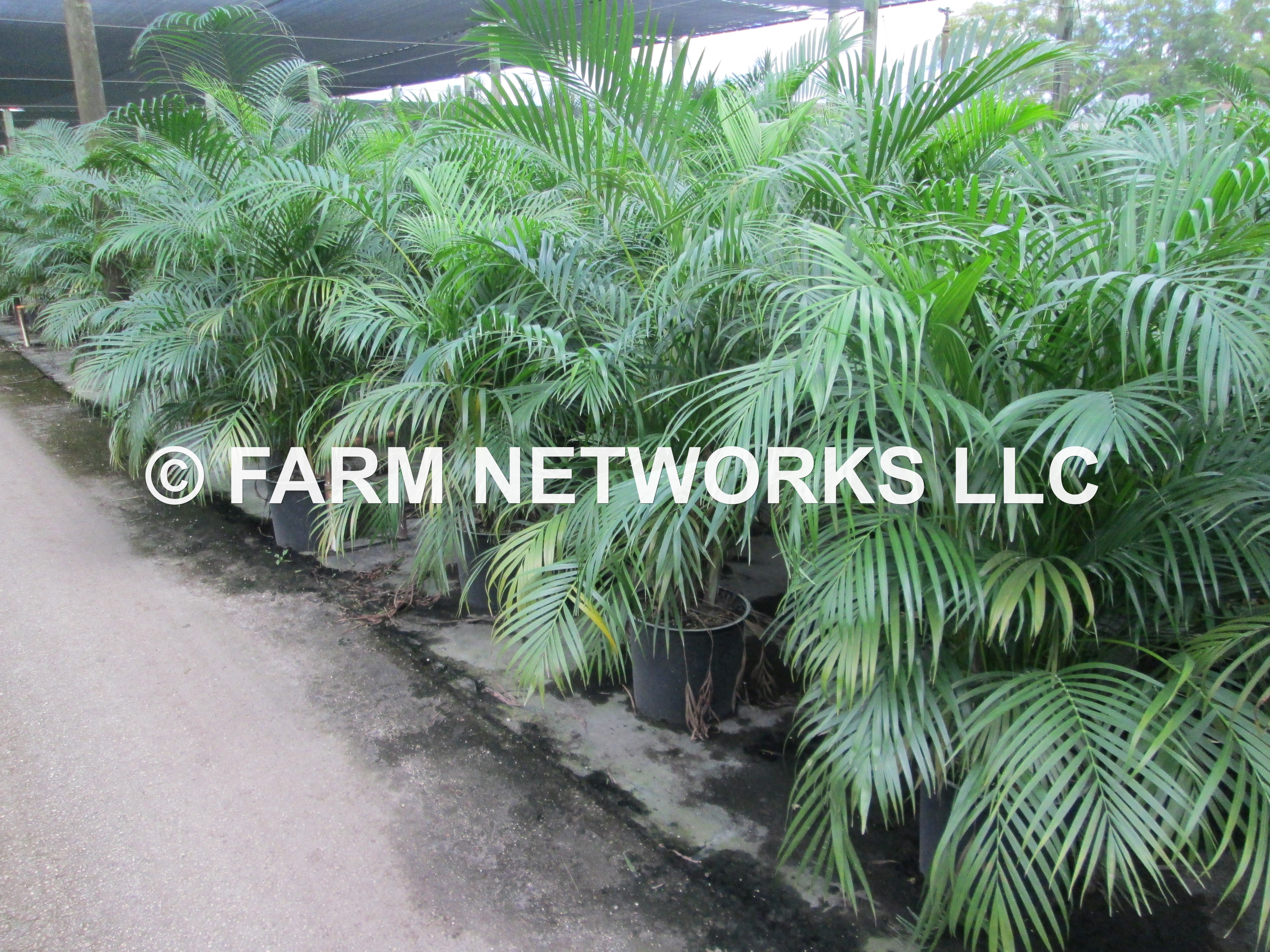 bird's nest fern crissie Asplenium antiquum 'Crissie' – The Forked Bird's Nest – Collectors Online main image 0