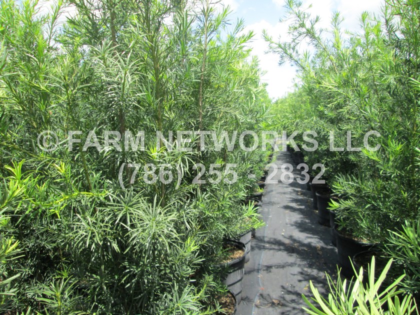 Podocarpus Maki
