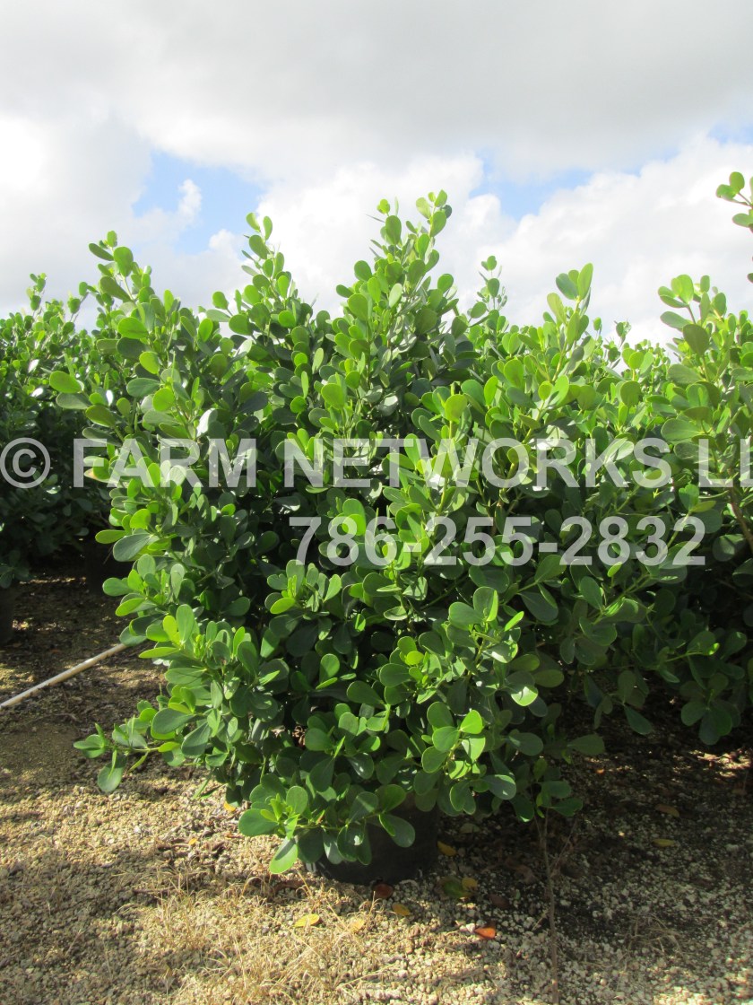 45 Gallon Clusia-Delray Beach