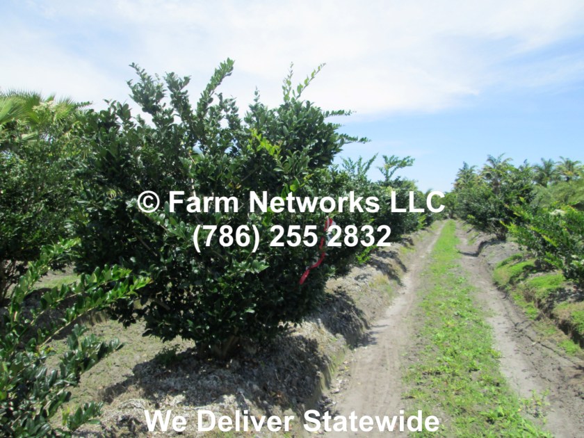 45 Gallon Ligustrum Trees