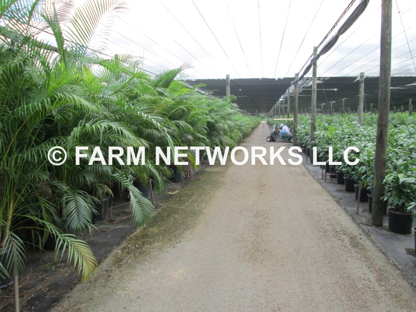 7 Gallon-Areca Palm Trees