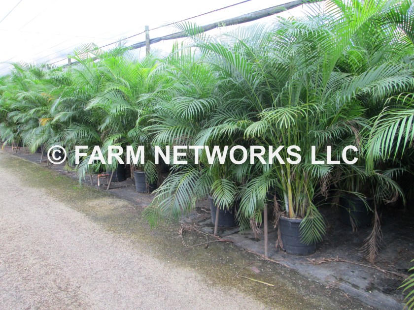 7 Gallon-Areca Palms for Sale
