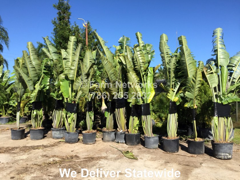 7 Gallon Traveler Palm