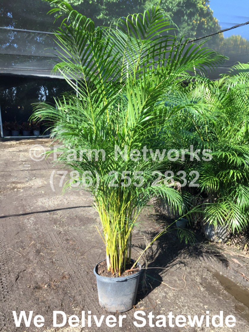 Areca Palms for Sale in South Florida