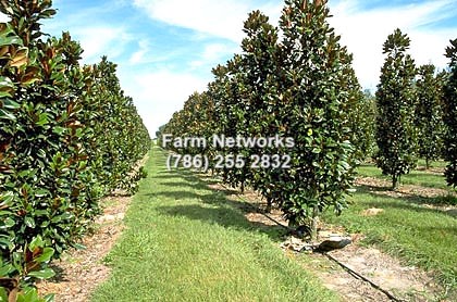 Best Nurseries in Broward