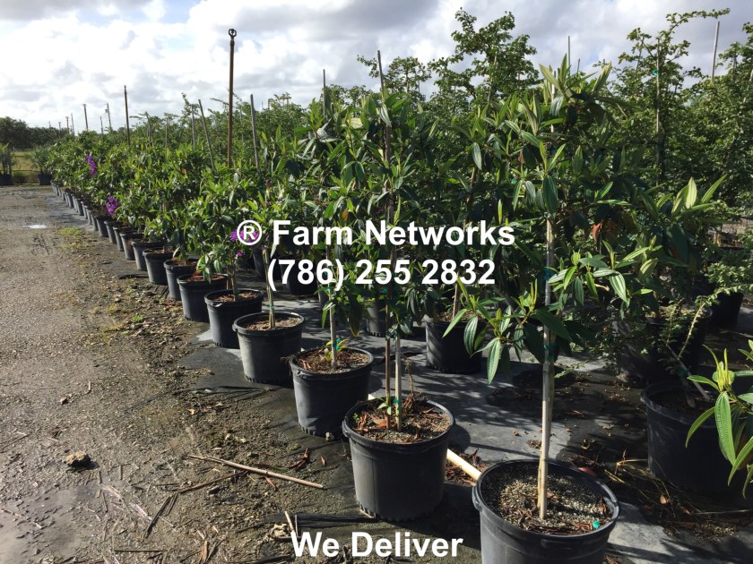 Best Nurseries in Homestead