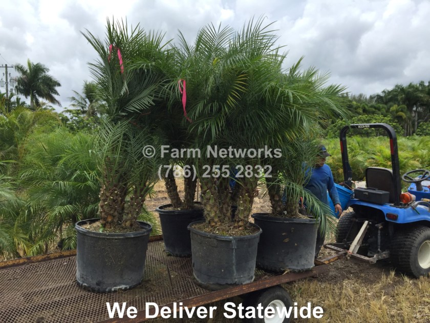 Best Nurseries in Miami