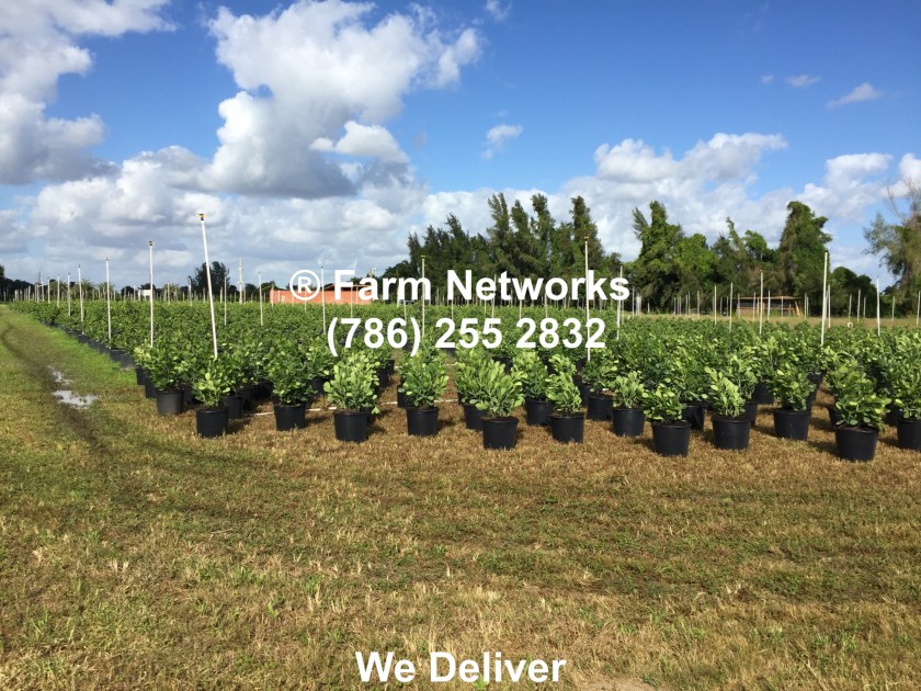 Best Nurseries in Palm Beach