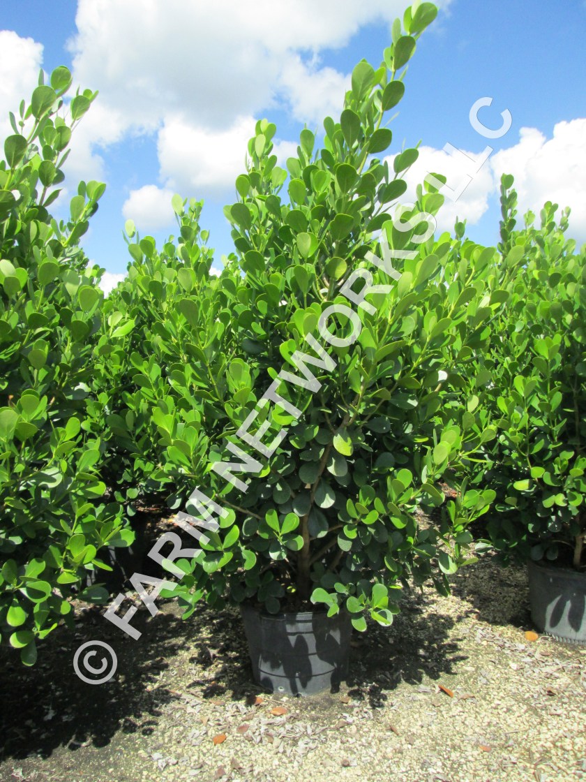 Broward-Clusia-15-Gallon