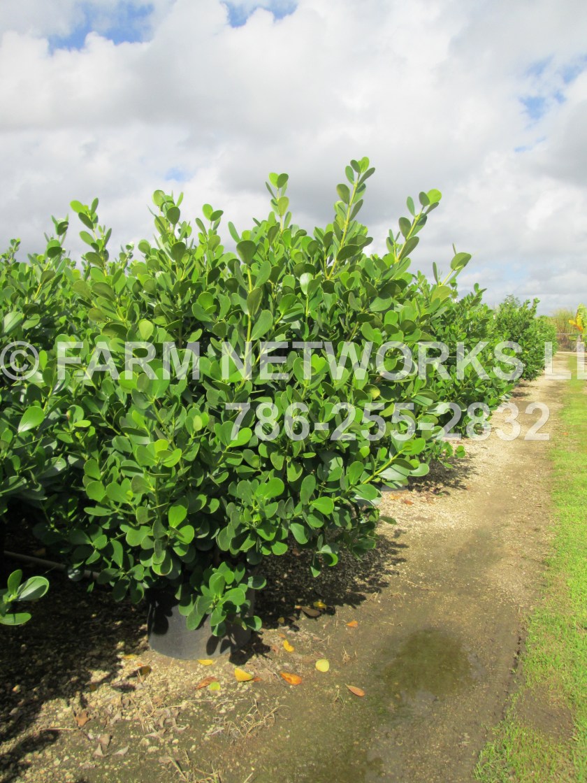 Broward-Clusia-25-Gallon