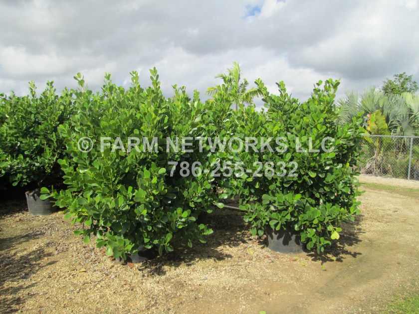 Broward-Clusia-3-Gallon