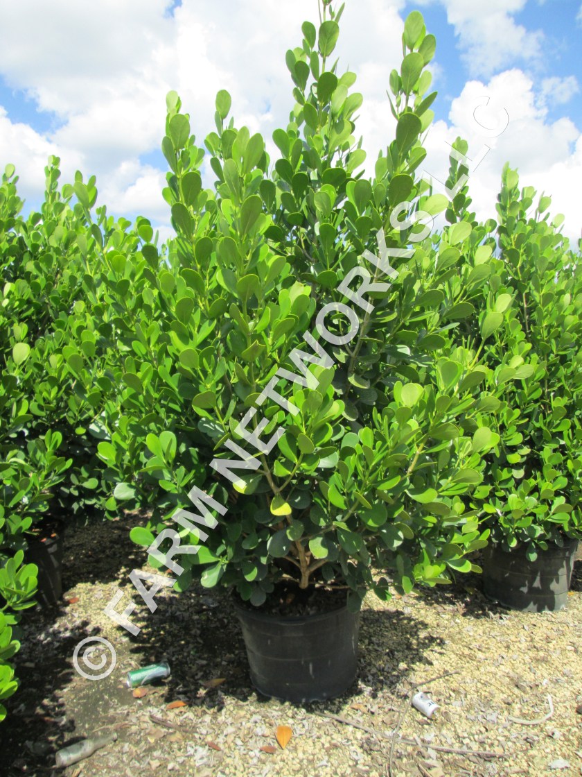 Broward-Clusia-30-Gallon