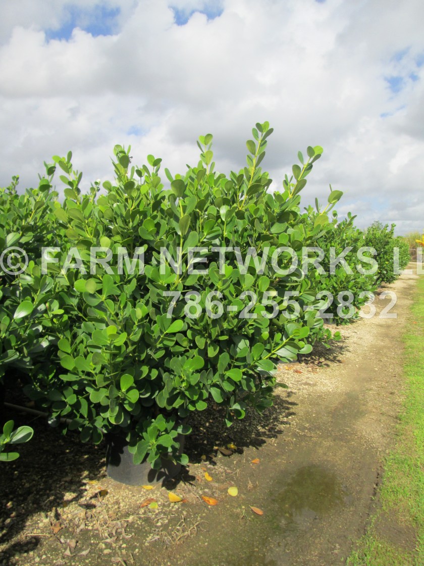 Clusia-Plant-Nursery-Homestead