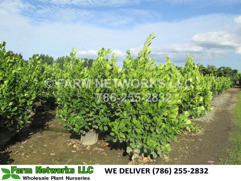Clusia-Plant-Nursery-Marco-Island, FL