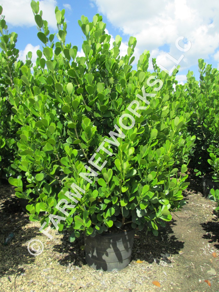 Clusia-Plant-Nursery-Miami Beach