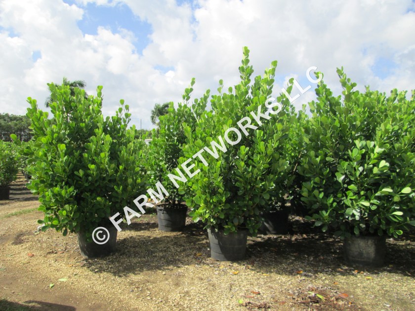 Clusia-Plant-Nursery-Palm-Beach-Gardens