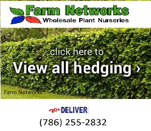 Clusia-Plant-Nursery