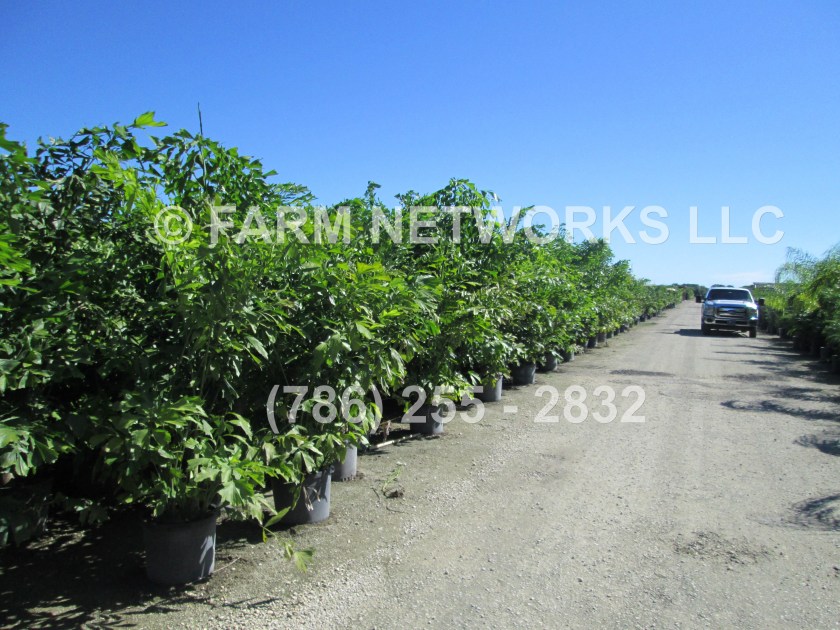 Fishtail Palm Trees-15 Gallon (2)