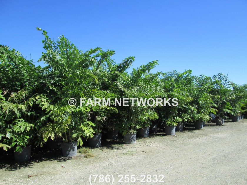 Fishtail Palm Trees-25 Gallon