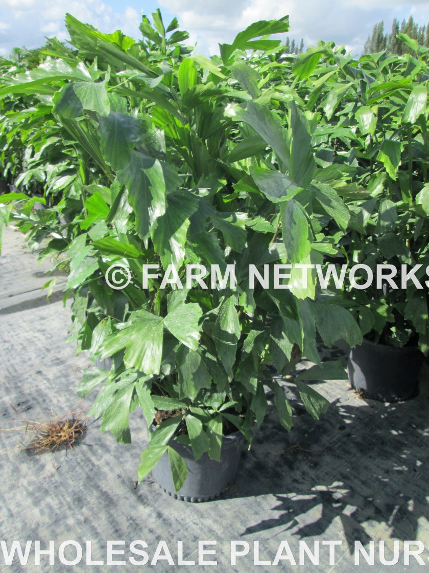 Fishtail Palm Trees-3 Gallon