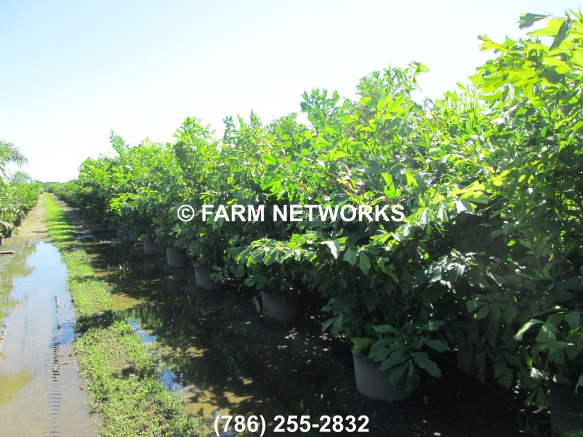 Fishtail Palm Trees Miami