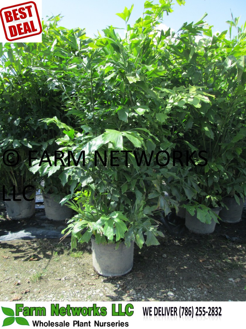 Fishtail Palm Trees-7 Gallon