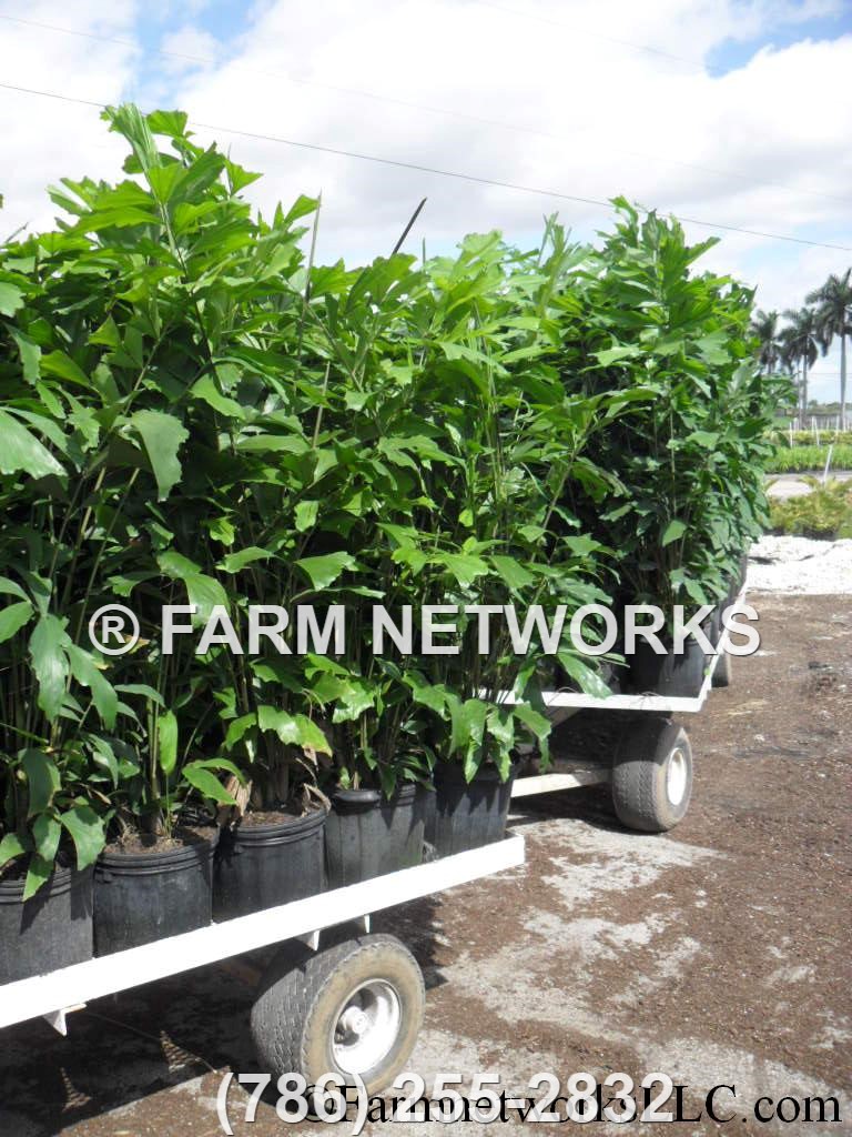 Fishtail Palm Trees-Fort Myers