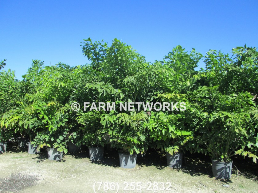 Fishtail Palm Trees-Miami