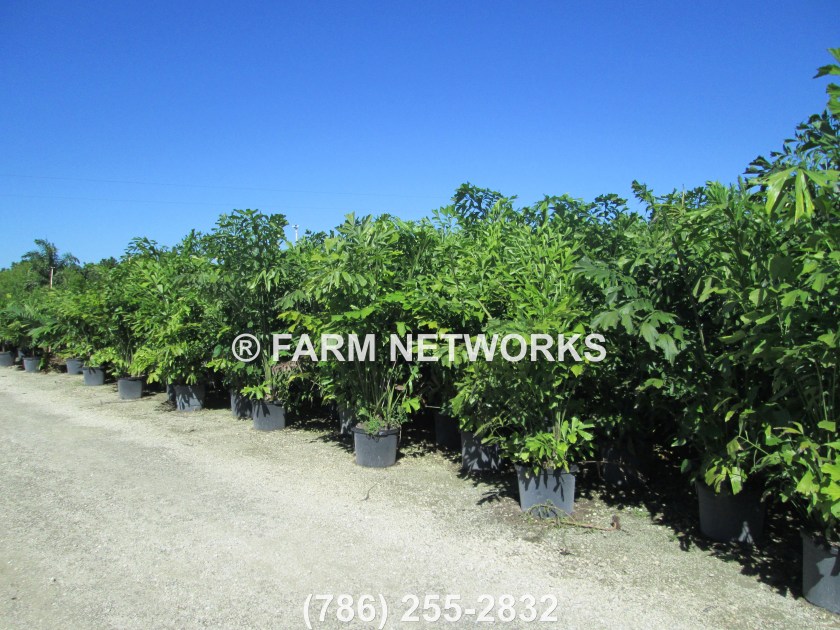 Fishtail Palm Trees-Nursery