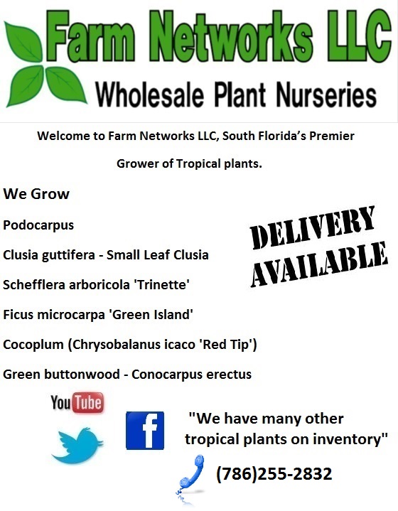 Florida Privacy Hedge Nursery