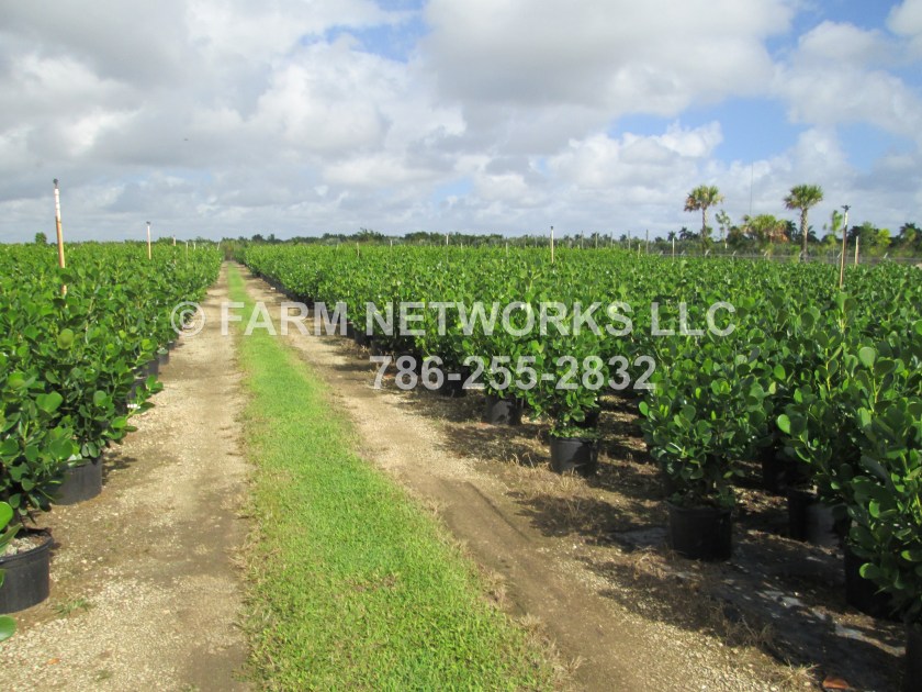 Hollywood-Clusia-Nursery