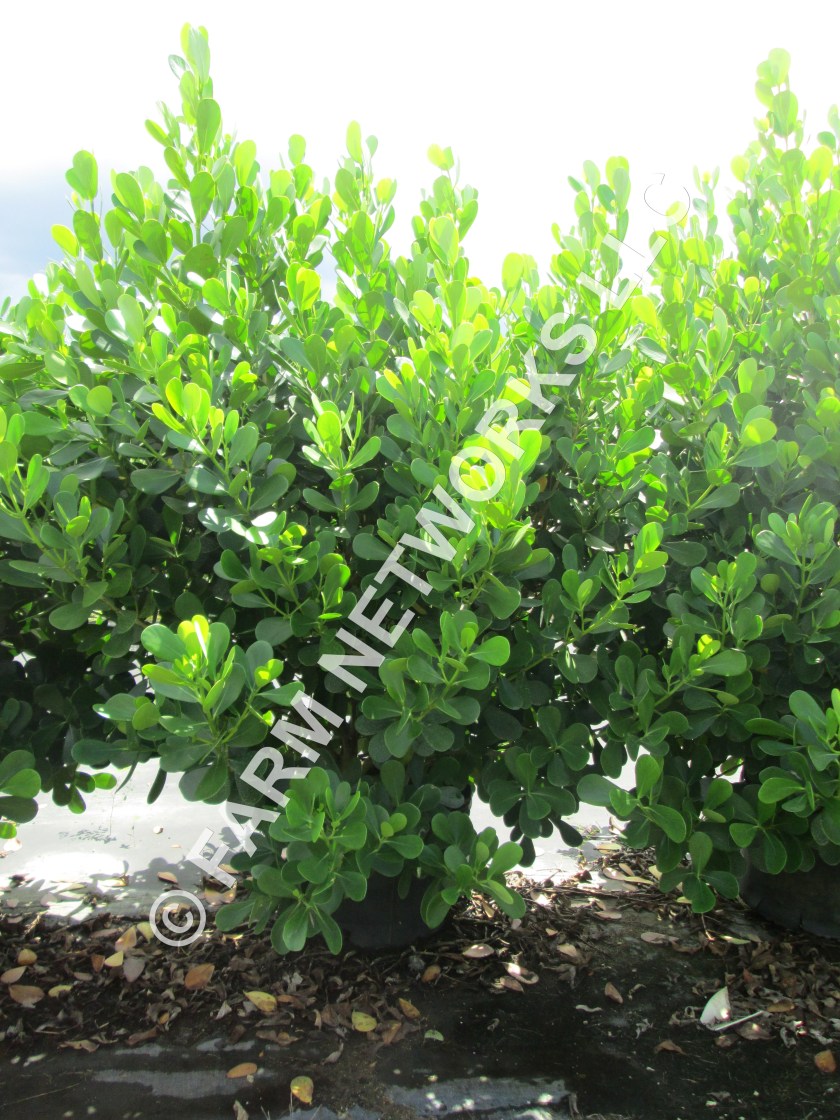 Homestead-Clusia-25-Gallon