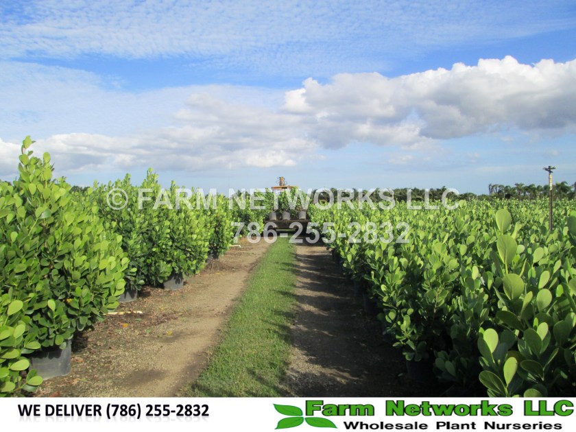 Homestead-Clusia-3-Gallon