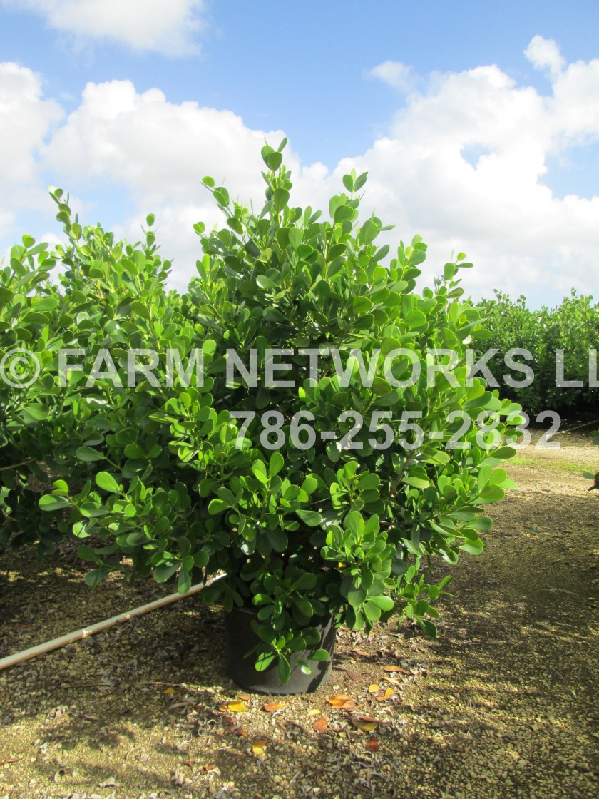 Homestead-Clusia-30-Gallon