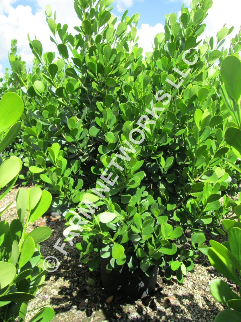 Homestead-Clusia-45-Gallon