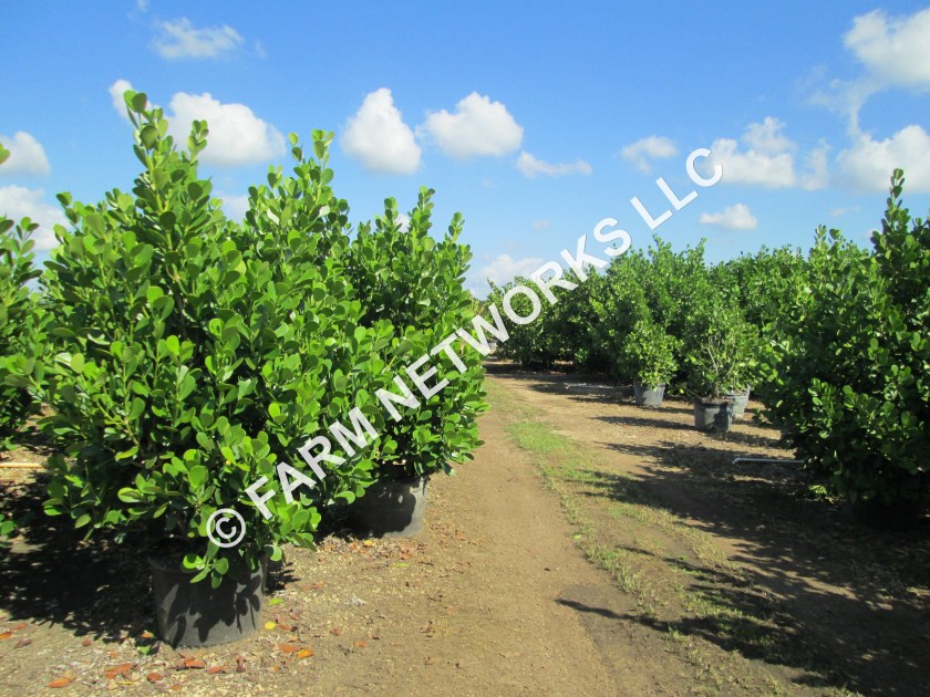 Homestead-Clusia-7-Gallon